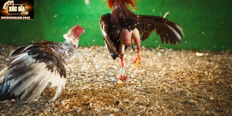 Bí quyết thành công quả khi tham gia đá gà cựa dao Mỹ