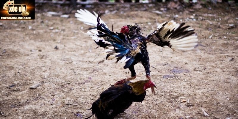 Các bước cơ bản giúp lên cựa gà an toàn