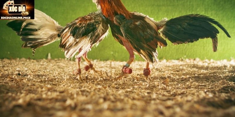 Các quy tắc vàng giúp hiểu rõ chọi gà cựa dao Mỹ