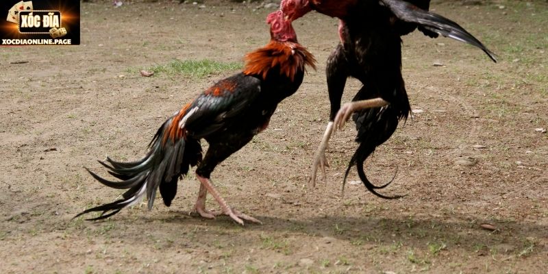 Cân nặng kê để phân hạng rõ khi vào đấu