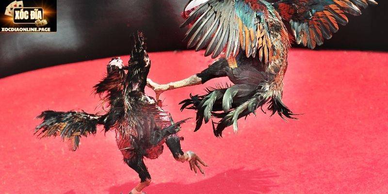 Điều cần ghi nhớ khi tiến hành lên cựa cho gà chiến