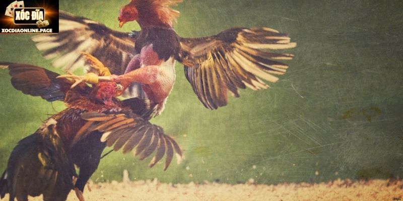 Dòng Asil nổi bật với sức đầu bền bỉ