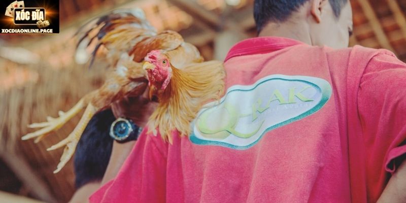 Giá trị của kỹ thuật lên cựa đối với chiến kê