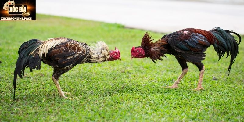 Khái quát sơ lược về đá gà cựa dao Mỹ