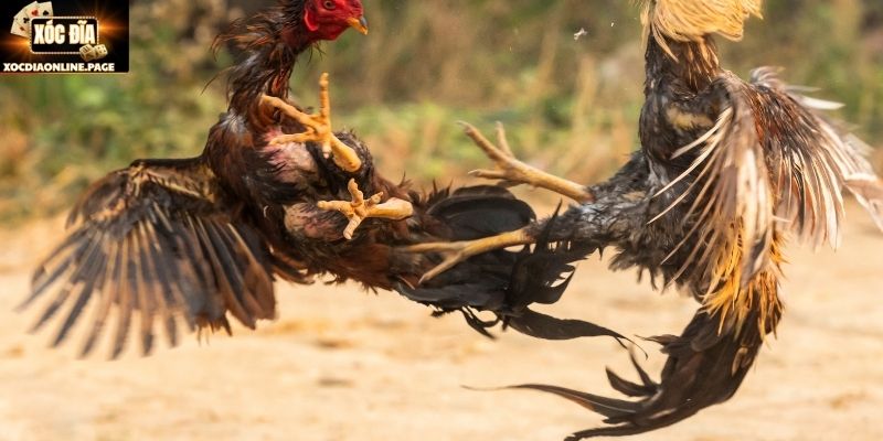 Lựa chọn dòng kê phù hợp lối chơi