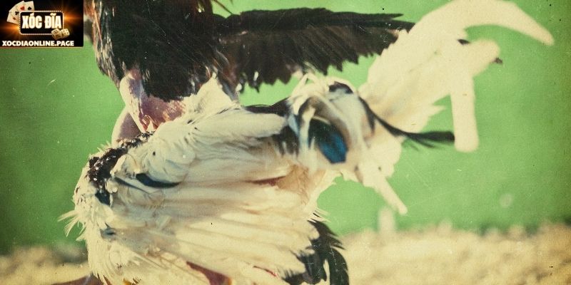 Lý do gà cựa dao Mỹ được nhiều người chú ý