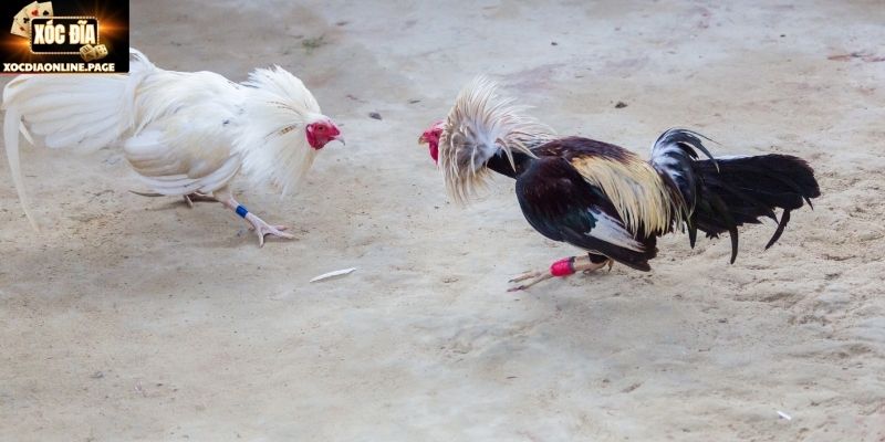 Quan sát chiến kê giúp hiểu đá gà cựa tròn