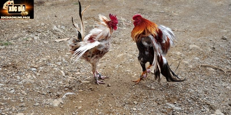 Tổng quan vài nét về lên cựa gà